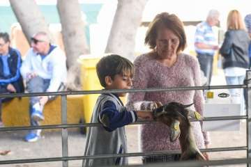 Más de 900 animales en la Feria de Ganado de Gran Canaria (Foto TA)